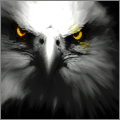 Eagle's Photo